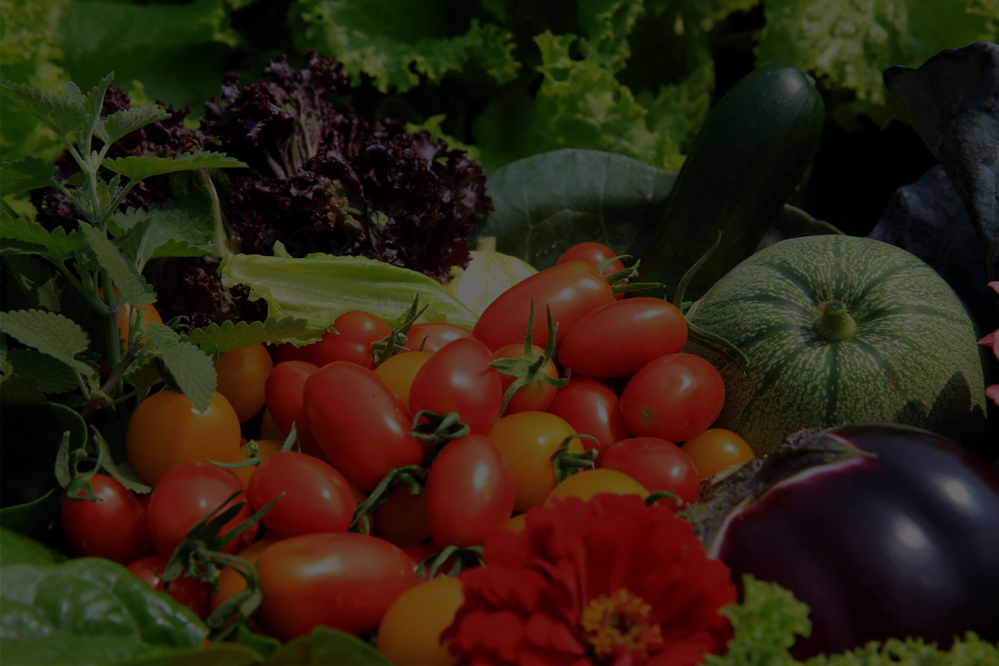 沖施滴灌水溶肥系列